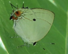 Iaspis andersoni