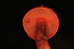 Cortinarius marylandensis