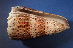 Conus imperialis