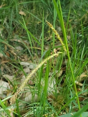 Bory's sedge (Carex boryana)