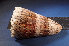 Conus imperialis