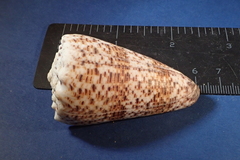 Conus imperialis