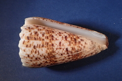Conus imperialis