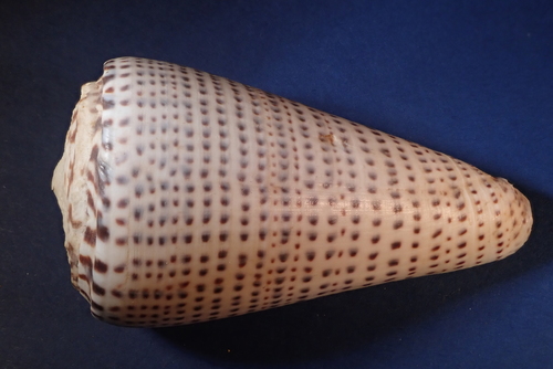 Leopard Cone