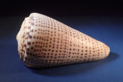 Conus leopardus