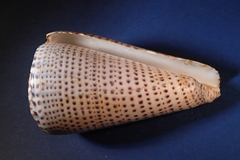 Conus leopardus