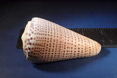 Conus leopardus