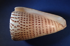 Conus leopardus