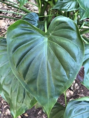 Alocasia cucullata