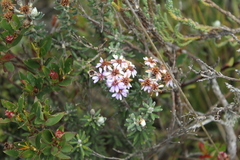Linochilus phylicoides