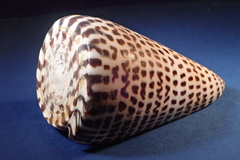 Conus litteratus