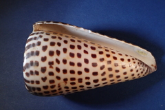 Conus litteratus