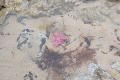 Pyura