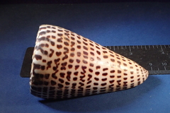 Conus litteratus
