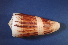 Conus magus