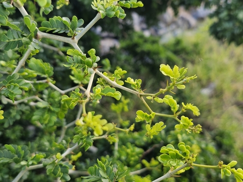Ebenopsis ebano