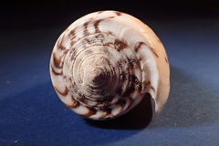 Conus magus