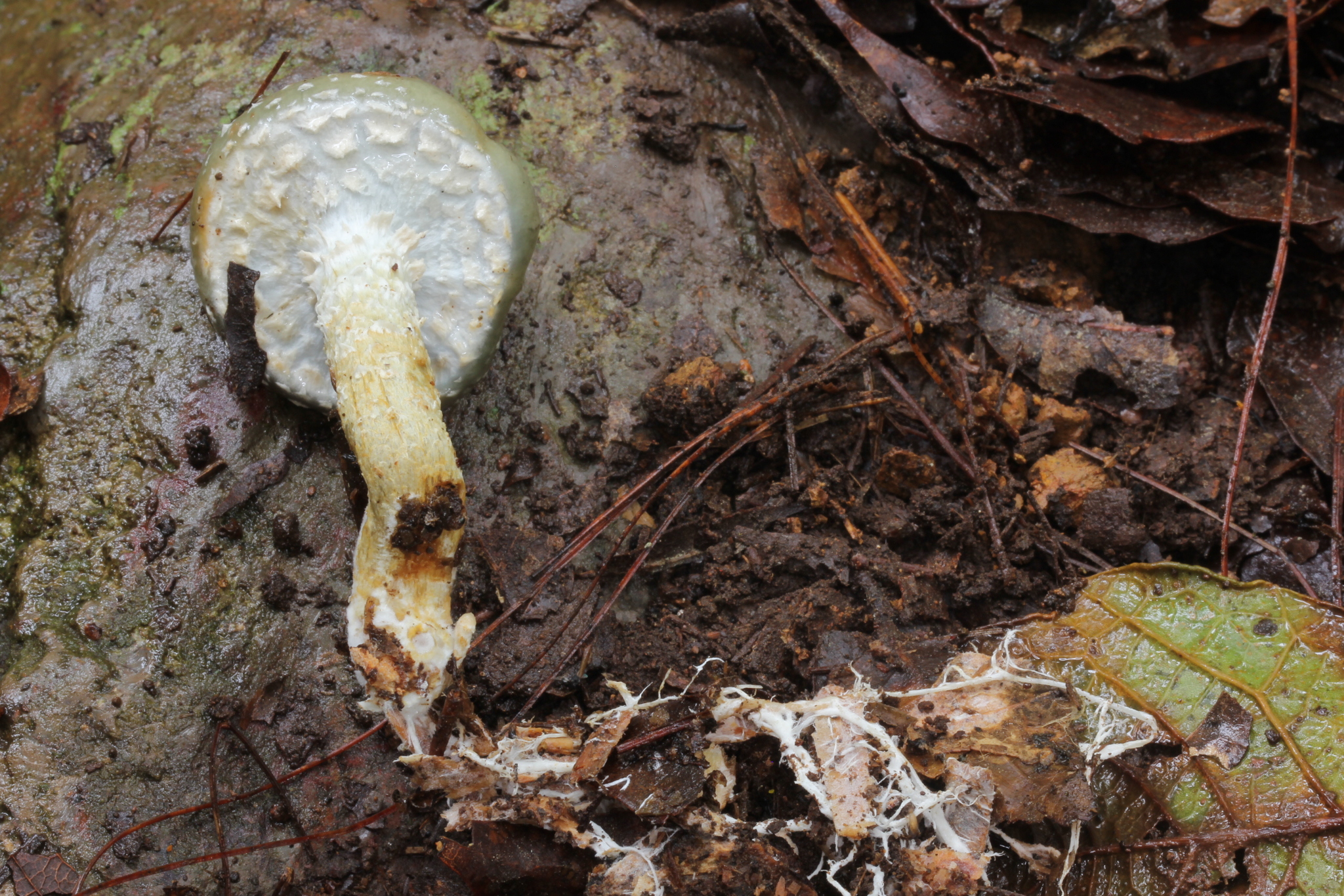 Stropharia aeruginosa image