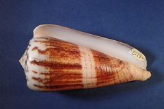 Conus magus