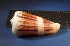 Conus magus