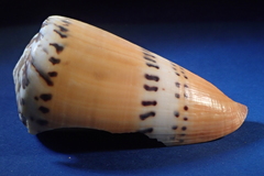 Conus mustelinus