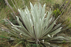 Espeletia boyacensis