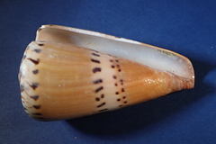 Conus mustelinus