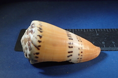 Conus mustelinus