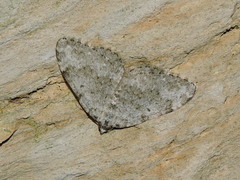 Coenotephria ablutaria