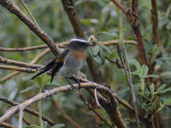 Ochthoeca rufipectoralis