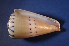 Conus mustelinus