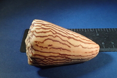 Conus princeps