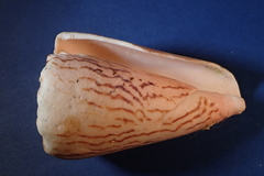 Conus princeps