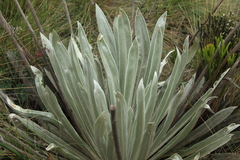 Espeletia boyacensis