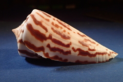 Conasprella emarginata