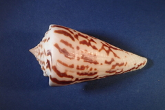 Conus recurvus image