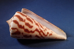 Conasprella emarginata