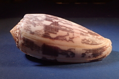 Conus striatus