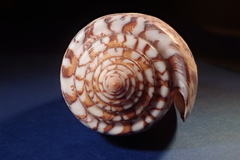 Conus striatus