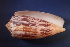 Conus striatus