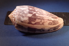 Conus striatus