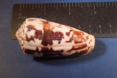 Conus striatus