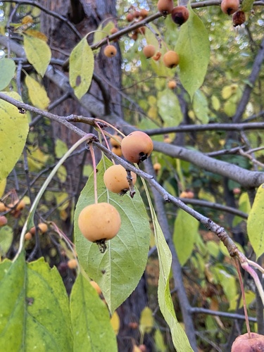 Plumleaf Crab Apple (Malus prunifolia)