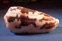 Conus striatus