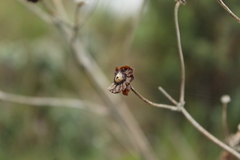 Espeletia boyacensis