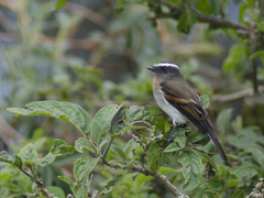 Ochthoeca rufipectoralis