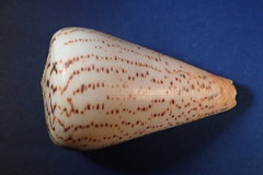 Conus suratensis