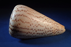 Conus suratensis