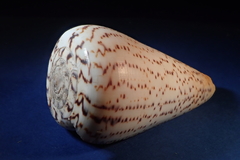 Conus suratensis