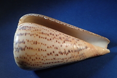 Conus suratensis